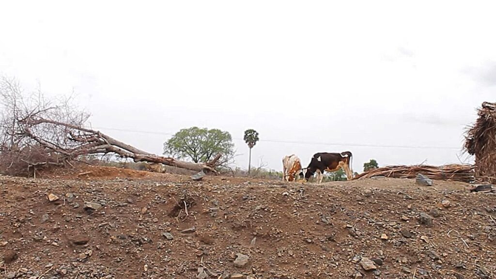 Photo excerpt of Maram Vallarpome, a documentary about life in Perambalur district.